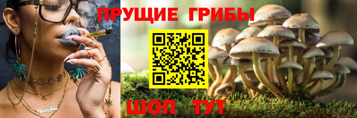 Галлюциногенные грибы Psilocybe  где купить   Железноводск  Вход с VPN 